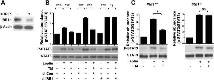 IRE1 is involved in ER stress-induced leptin resistance in SK-N-AS-Ob-Rb Cells. A and B: SK-N-AS-Ob-Rb cells were transfected with with control (si Con) or IRE1α siRNA (si IRE1) (50 nM). A: 36 h after transfection, Western blotting analysis was performed for IRE1α protein expression; β-actin served as the standard. B: 36 h after transfection, cells treated with TM (2 μg/ml, 4h) and stimulated with leptin (10 μg/ml) for 15 min had Western blotting analysis performed for p-STAT3 and STAT3 expression. C: IRE1+/+ and IRE1−/− murine embryo fibroblasts (MEF) Ob-Rb cells were preincubated with CORM-2 (20 μM) for 2 h and then treated with TM (2 μ g/ml, 4 h), and then expression levels of p-STAT3 were analyzed by Western blotting and quantified by densitometry; n = 3. *P < 0.05