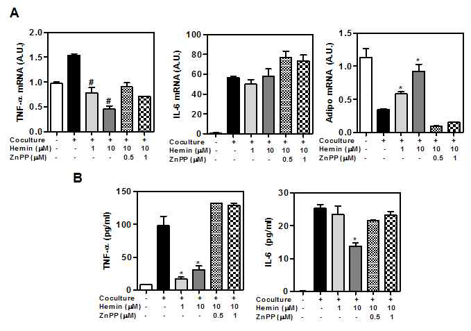 Hemin-induced BAG reduces transcript of inflammatory cytokines and the proteins release in cocultured adipocyte/macrophages. 3T3-L1 adipocytes were cocultured with Raw264.7 macrophages with/without pretreatment of hemin for 24h. ZnPP was used as HO-1 inhibitor. Levels of TNF-α, IL-6, and adiponectin mRNAs were measured by qRT-PCR (A). Total RNAs were isolated and analyzed the level of TNF-α, IL-6, and adiponectin mRNAs, 36B4 was used as control gene (B). The protein TNF-α, IL-6 levels were detected by ELISA (B). Experiment was set up in triplicate. * P<0.05,#P<0.005,##P<0.001(compared with control)