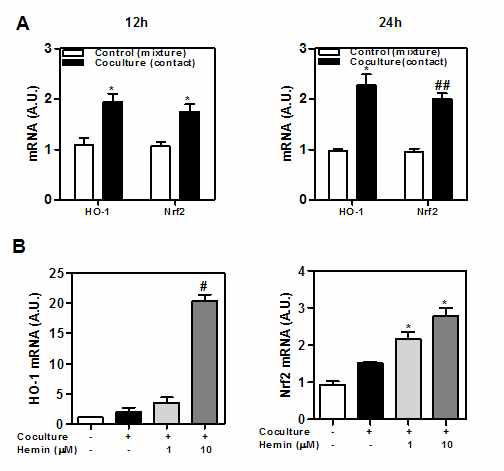 HO-1 and Nrf-2 expression in cocultured adipocytes/macrophages. Adipocytes/macrophages were cocultured (A) in the presence or absence of hemin (1 or 10 μM) (B) for 24h in serum-free media. Total RNAs were isolated and analyzed the level of HO-1, Nrf-2 by qRT-PCR, 36B4 was used as control gene. Experiment was set up in duplicate. * P < 0.05, ## P < 0.001 (compared with control)