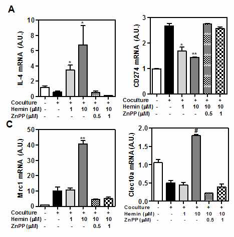 HO-1 induction alters macrophage M1/M2 polarization in cocultured adipocytes/macrophages. 3T3-L1 adipocytes were cocultured with Raw264.7 macrophages with/without pretreated with hemin for 24h. ZnPP was used as HO-1 inhibitor. Total RNAs were isolated and analyzed the level of IL-4 (A), M1 marker (CD274) (B) and M2 markers (Mrc1, Clec10a), (C) by qRT-PCR, b-actin was used as control gene. Experiment was set up in duplicate. *P<0.05, **P<0.01, #P<0.005 (compared with control)