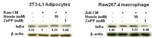 HO-1 induction inhibits NF-kB activation in adipocytes or macrophages treated with macrophage- or adipocyte-conditioned medium (CM). 3T3-L1 adipocytes or Raw264.7 macrophages were treated with Raw macrophage conditioned medium (Raw-CM) or adipocyte-conditioned medium (Adipo-CM) with/without hemin pretreatment for 1h. ZnPP was used as HO-1 inhibitor. The expression of IkBa was detected by Western blotting, b-actin was used as control