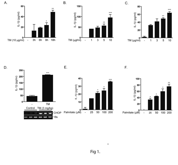 ER stress induces the production of IL-1b in vitro and in vivo.(A)Human leukemic monocyte cells (U937) were treated with the chemical ER-stress inducing compounds tunicamycin (TM, 10 mg/ml) for the indicated time intervals and the secretion of IL-1b was quantified by ELISA. Mouse primary peritoneal macrophages (B), primary bone marrow-derived macrophages (BMDM) (C) were treated with TM for 18 h at the indicated concentrations and the secretion of IL-1b was quantified by ELISA. (I) C57BL/6 mice (N=6) were injected with TM (3 mg/kg, i.p.). Mice were sacrificed, and then blood was collected. Serum IL-1b was quantified by ELISA. Liver tissue was collected for the analysis of CHOP mRNA by RT-PCR. 18s rRNA served as the standard (lowerpanel). U937 cells(E) or BMDM(F were treated with palmitate for 24 hours at the indicated concent rations, or with 200mM at the indicated times, and the secretion of IL-1b was quantified by ELISA. Data represent mean +/- S.D of three independent determinations. *P<0.05,**P<0.01,***P<0.001.Blots shown are representative of three independent experiments