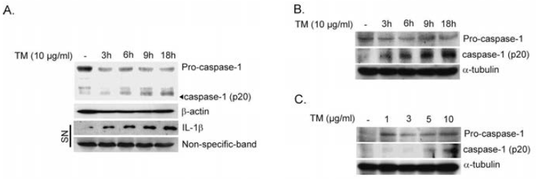 ER Stress stimulates pro-caspase-1 activation. U937 leukemia cells (A), differentiated adipocytes (B) and primary macrophages (C) were treated with TM (10 mg/ml) for the indicated times, or at the indicated doses for 18 h. The expression of pro-caspase-1 and the formation of cleaved caspase-1 were determined by Western Immunoblot analysis. b-actin (A) or a-tubulin (B-C) served as the standard. Additionally, IL-1b secretion was determined in the supernatant of U937 cells. Non-specific immunoreactivity was used as the standard for secreted protein (A). Blots shown are representative of three independent experiments