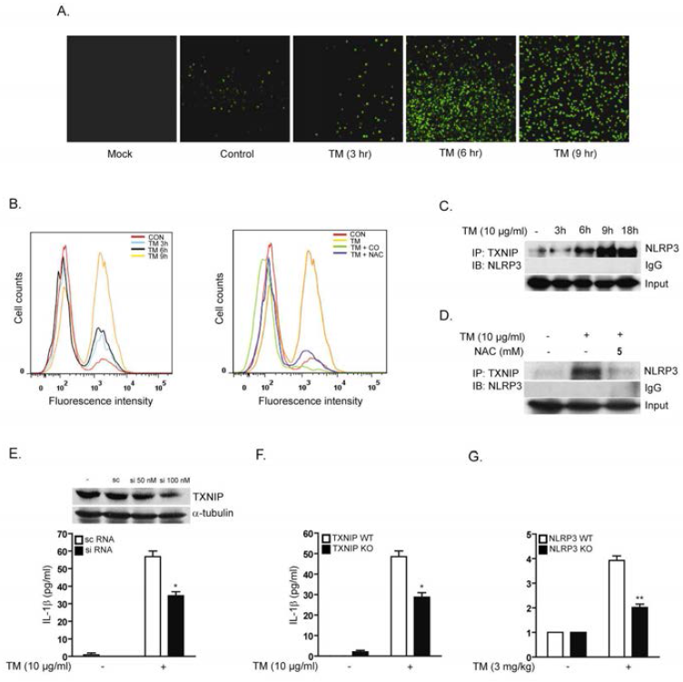 ER stress-mediated ROS accumulation leads to the activation of NLRP3 inflammasome through TXNIP. (A-B) U937 cells were treated with TM (10 mg/ml) for the indicated times and then stained with DCF-DA. ROS production was evaluated using DCF-DA fluorescence measured by confocal microscopy (A), or flow cytometric assays (B). U937 cells were pre-treated with CORM-2 (40 mM) or NAC (5 mM) and then treated with TM (10 mg/ml) for the indicated times (C,leftpanel ) or for 9hours (C, rightpanel). (C-D) U937 cells were treated with TM for the indicated times (C), or for 9 hours (D) in the absence (C) or presence (D) of NAC (5 mM). Lysates were immunoprecipitated with anti-TXNIP and then immunoblotted with anti-NLRP3. IgG was served as the immunoprecipitation control. (E) U937 cells were transfected with specific siRNA against TXNIP or control siRNA (scramble), and the level of endogenous TXNIP was measured by Western blot analysis (upperpanel). Under these conditions, the amount of secreted IL-1b was measured from cultured media of U937 cells in the absence or presence of TM treatment (10 mg/ml) (lowerpanel).(F)Peritoneal macrophages isolated from TXNIP knockout mice (Txnip-/-)were subjected to TM treatment (10 mg/ml), and the production of IL-1b was measured by ELISA. (I) NLRP3-/-mice (N=6) were exposed to TM(3mg/kgi.p.). Serum was collected 6hrs post-injection and evaluated for the secretion of IL-1b by ELISA. Data represent mean +/- S.D of three independent determinations. *P<0.05,**P<0.01. Blots shown are representative of three independent experiments