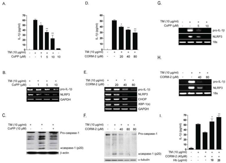 The HO-1/CO system inhibits pro-IL-1b synthesis and IL-1b maturation. U937 cells (A-C) or peritoneal macrophages (G) were treated with TM (10 mg/ml for 18 hours) in the absence or presence of cobalt-protoporphyrin-IX (CoPP) (1-10 mM, as indicated). (A) The secretion of IL-1b was determined by ELISA; (B, G) pro-IL-1 b and NLRP3 mRNA expression was determined by RT-PCR, with GAPDH or 18s rRNA as the standard; (C) The activation (cleavage) of caspase-1, with b-actin as the standard; were determined by Western analysis; (D-F, H) were treated with TM in the absence or presence of CORM-2 (40 mM). (D) The secretion of IL-1 b was determined by ELISA; (E, H) pro-IL-1b and NLRP3 mRNA expression was determined by RT-PCR, with GAPDH or 18s rRNA as the standard; (F) The activation (cleavage) of caspase-1, with b-tubulin as the standard; were determined by Western analysis; (I) U937 cells were pre-treated with hemoglobin (Hb)(1 h) and then treated with were treated with TM in the absence or presence of CORM-2 (40 mM). Data represent mean +/- S.D of three independent determinations. *P<0.05,**P<0.01.Blots shown are representative of three independent experiments