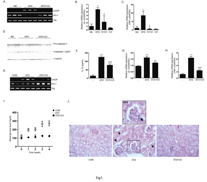 CO inhalation inhibits inflammasome formation in High-fat diet mice and STZ-induced diabetic model