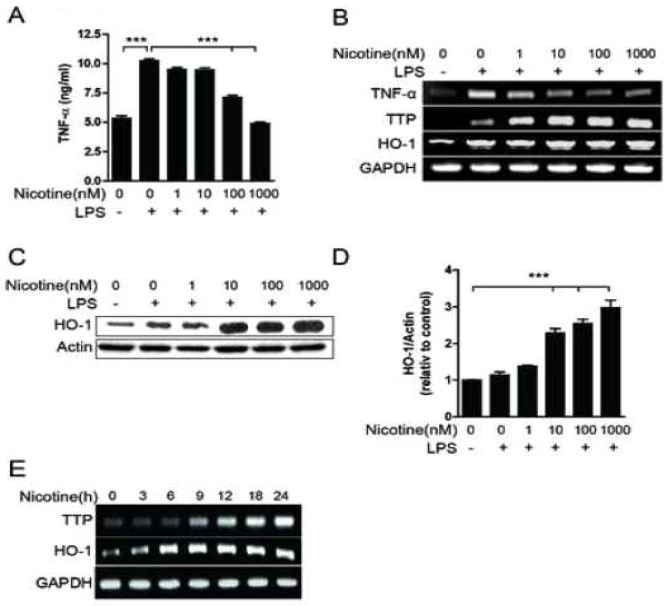 Nicotine induces the expression of both HO-1 and TTP in macrophages. (A-D)RAW264.7cellswerepretreatedwiththeindicatedconcentrationofnicotinefor20minandincubatedwith1 μg/mlLPSfor24h.(A)CellsupernatantswereanalyzedforTNF-αbyELISA.Values are mean ± SD (n = 3). ***p<0.001.(B)ThelevelsofTNF-α, TTP, and HO-1 were measured by semi-qRT-PCR and the levels of HO-1 were measured by Western blot assays. The representative band is shown (C). Scion Image software was used for densitometry analysis of the HO-1 protein band (D). The relative density of the sample lane was divided by the control lane (β-actin). Values are mean ± SEM (n = 3). ***p<0.001.(E)RAW264.7cellsweretreatedwith1mMnicotineforindicatedtime.ThelevelsofHO-1andTTPwerea nalyzedbysemi-RT-PCR