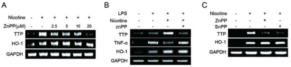 Inhibition of HO-1 activity attenuates the effect of nicotine on the TTP induction in macrophages. (A) RAW 264.7 cells were pretreated with the indicated concentration of ZnPP for 30 min and further incubated in the presence or absence of 1 mM nicotine for 24 h. The levels of TTP and HO-1 were analyzed by semi-qRT-PCR. (B) Peritoneal macrophages isolated from wild-type Balb/c mice were pretreated with ZnPP (20μM) or SnPP (50μM) for 30min and further incubated with 1 mM nicotine for 24h. The levels of TTP and HO-1 were analyzed by semi-qRT-PCR. (C) RAW 264.7 cells were pretreated with ZnPP (20μM) for 30min and further incubated with 1 mM nicotine and 1 μg/ml LPS for 24 h. The levels of TTP, HO-1, and TNF-a were analyzed by semi-qRT-PCR