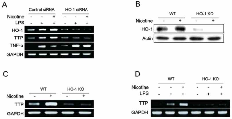 HO-1 gene silencing blocks the effects of nicotine on TTP induction in macrophages. (A) RAW 264.7 cells were transfected with siRNA against HO-1 (HO-1-siRNA) or scrambled siRNA (scRNA). After treatment with 1 mM nicotine and 1 μg/ml LPS for 24 h, the levels of TTP, HO-1, and TNF-a were analyzed by semi-qRT-PCR. (B-D) Peritoneal macrophages were harvested from HO-1 KO and wild-type mice. (B & C) Cells were treated with 1 mM nicotine for 24 h. The level of TTP and HO-1 were determined by semi-qRT-PCR (B) and Western blot assays (C). (D) Cells were treated with 1 mM nicotine and 1 μg/ml LPS for 24 h and TTP levels were analyzed by semi-qRT-PCR