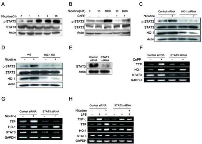 STAT3 is required for HO-1-induced TTP expression in macrophages. (A-C) Nicotine-HO-1 enhances STAT3 phosphorylation. (A) RAW 264.7 cells were treated with 1 mM nicotine for the indicated times and the levels of total STAT3 and phospho-STAT3 were analyzed by Western blot assays. (B) RAW 264.7 cells were pretreated with 20 μM ZnPP for 30 min and further incubated with the indicated concentration of nicotine for 24 h. The levels of total STAT3 and phospho-STAT3 were analyzed by Western blot assays. (C) RAW 264.7 cells were transfected with HO-1-siRNA. After treatment with 1 mM nicotine for 24 h, the levels of STAT3, phospho-STAT3, and HO-1 were analyzed by Western blot assays. (D) Peritoneal macrophages were harvested from HO-1 KO and wild-type mice. Cells were treated with 1 mM nicotine for 24 h. The level of HO-1, STAT3, and phospho-STAT3 were determined by Western blot assays. (E-H) STAT3 is required for nicotine-induced TTP expression. RAW 264.7 cells were transfected with STAT3-siRNA. (E) The level of STAT3 was analyzed by Western blot assays. (F) Cells were incubated with 10μM CoPP for 18h and the levels of TTP, HO-1, and STAT3 were analyzed by semi-qRT-PCR. (G) After treatment with 1 mM nicotine for 24 h, the levels of TTP, STAT3, and HO-1 were analyzed by semi-qRT-PCR. (H) After treatment with 1 mM nicotine and 1 μg/ml LPS for 24 h, the levels of TTP, STAT3, HO-1, and TNF-α were analyzed by semi-qRT-PCR