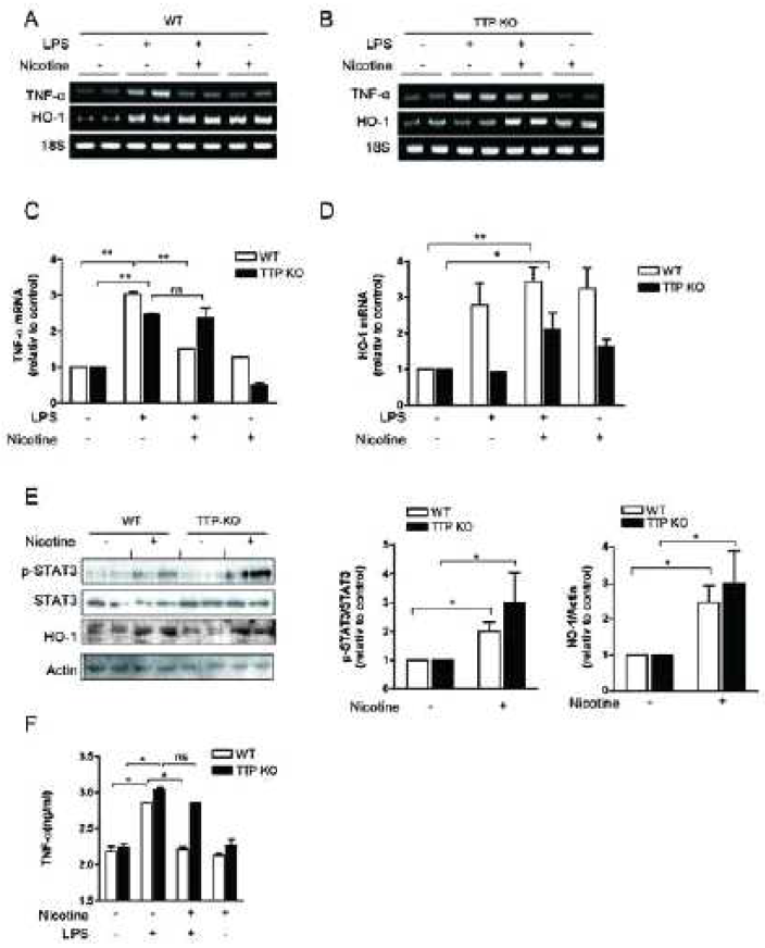 TTP deficiency does not affect nicotine-induced HO-1 expression in the LPS-induced endotoxemia mouse model. (A-E) Wild type (WT) and TTP knockout (TTP KO) mice were pretreated with nicotine (400 μg/kg, i.p.) for 2h and administrated with LPS (12.5 mg/kg, i.p.) for 24h. (A-D) Liver tissues were analyzed for the levels of HO-1, STAT3, and TNF-α by semi-qRT-PCR. One representative band is shown (A **p<0.01.ns, not significant. (E) Blood serum was analyzed for the TNF-α levels by ELISA. Values are mean ± SEM (n = 3). **p<0.01 .(F-H) WT and TTP KO mice were treated with nicotine (400 μg/kg, i.p.) for 24 h. Liver tissues were analyzed for the levels of HO-1, STAT-3, and phosphor-STAT3 by Western blot assays. One representative band is shown (F). Scion Image software was used for densitometry analysis of pSTAT3 and HO-1 band was done by using Scion Image software (G & H). The relative density of the sample lanes was divided by STAT3 and actin, respectively. The expression levels obtained from mice without nicotine treatment were set to 1. Values are mean ± SEM (n = 3). **p<0.01