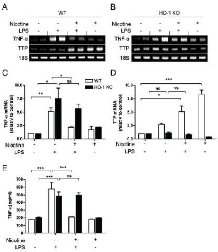 HO-1 deficiency blocks the effect of nicotine on TTP expression and TNF-a production in the LPS-induced endotoxemia mouse model. Wild type and HO-1 KO mice were pretreated with nicotine (400 μg/kg, i.p.) for 2h and administrated with LPS (12.5 mg/kg, i.p.) for 24h. (A-D) Liver tissues were analyzed for TTP and TNF-α mRNA levels by semi-qRT-PCR. One representative band is shown (A **p<0.01;***p<0.001.ns,notsignificant.(E) Blood serum was analyzed for the level of TNF-α by ELISA. Values are mean ± SEM (n = 3). ***p<0.001.ns, not significant