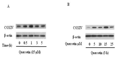 Time- and dose-dependent increases of mitochondrial proteins by quercetin. (A) HepG2 cells (4 × 105cells/well) were exposed for indicated times (0,0.5,1,3,5h) (B) to various concentrations (0,5,10,15,25μM) of quercetin. Expressions of COX-IV protein were determined by Western blotting. Results are expressed as mean ± SE of three independent experiments. p˂0.05 compared with β-actin