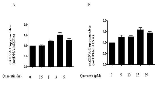 Time- and dose-dependent increases of mitochondrial DNA copy number by quercetin. (A) HepG2 cells (4 × 105cells/well) were exposed for indicated times (0,0.5,1,3,5h) (B) to various concentrations (0,5,10,15,25μM) of quercetin. Expression of mitochondrial DNA complex II(succinate-ubiquinoneoxidoreductase) was quantified by realtime PCR(n=3)