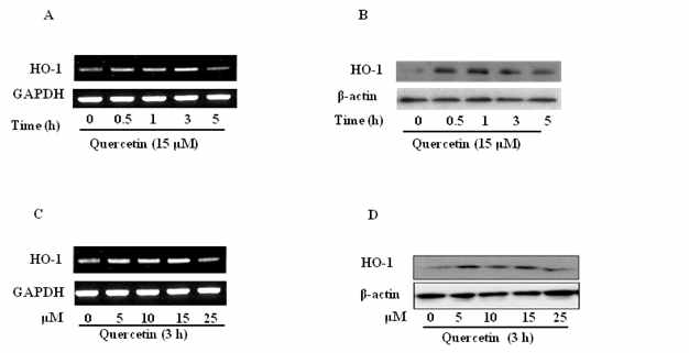 Expression levels of HO-1 expression by HepG2 cells exposed to quercetin. Expression levels of HO-1 mRNA and protein level were determined after HepG2 cells (4 × 105cells/well) were exposed for indicated times (0,0.5,1,3,5h) (B) to various concentrations (0,5,10,15,25μM) of quercetin. Expressions of HO-1 mRNA and protein were determined by reverse transcription PCR (A and C) and Western blotting (B and D) (n=3). Results are expressed as mean ± SE of three independent experiments. p˂0.05 compared with GAPDH and β-actin