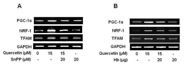 Decreased expression of mitochondrial biogenesis activators due to inhibition of HO-1/CO, and restoration of cell survival by quercetin. HepG2 cells (4 × 105cells/well) were exposed to quercetin 15μM, quercetin and snpp(A), and Hb(B) for 3h as described in panels A and B. Expressions of markers of mitochondrial biogenesis (PGC-1, NRF-1 and TFAM) in mRNA were determined by reverse transcription PCR (n=3). Results are expressed as mean ± SE of three independent experiments. p˂0.05 compared with GAPDH