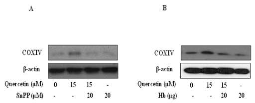 Decreased expression of mitochondrial protein due to inhibition of HO-1/CO, and restoration of cell survival by quercetin. HepG2 cells (4 × 105cells/well) were exposed to quercetin 15μM, quercetin and snpp 20μM (A), and Hb 20μg (B) for 3h as described in panels A and B. Expression of mitochondrial protein COX-IV was determined by Western blotting (n=3). Results are expressed as mean ± SE of three independent experiments. p˂0.05 compared with β-actin