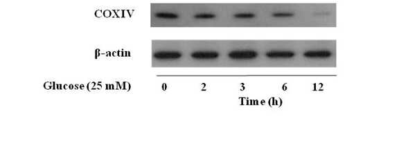 Time-dependent effect of high glucose (25mM) on COX-IV expression in HepG2 cells. HepG2 cells adapted to low glucose (5 mM) were treated with high glucose (25mM) for indicated times (0, 2, 3, 6, 12 h), and expression of mitochondrial protein COX-IV was determined by Western blotting (n=3). Results are expressed as mean ± SE of three independent experiments. p˂0.05 compared with β-actin