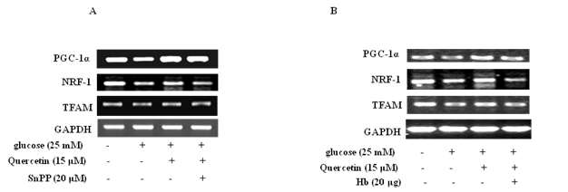 Effects of HO-1/CO on quercetin-induced rescue of mitochondrial integrity by high glucose. HepG2 cells adapted to low glucose (5 mM) were treated with high glucose (25mM), quercetin 15 μM, quercetin and snpp 20 μM (A), and Hb μg (B) for 3h as described in panels A and B. Expression of markers of mitochondrial biogenesis (PGC-1, NRF-1 and TFAM) in mRNA were determined by reverse transcription PCR (n=3). Results are expressed as mean ± SE of three independent experiments. p˂0.05 compared with GAPDH