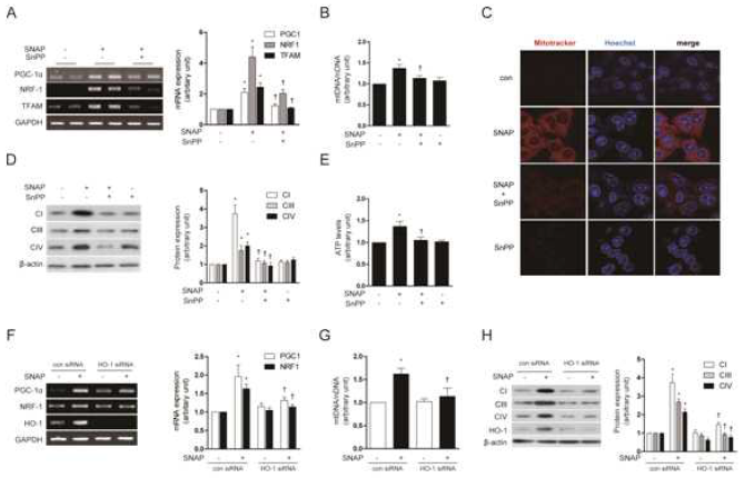 NO induces mitochondrial biogenesis through the induction of HO-1. (A to E) HepG2 cells were pretreated in the absence or presence of SnPP (20 μM), a competitive inhibitor of HO activity, and then treated with 100 μM SNAP for 12 h. (FtoH) HepG2 cells were transfected with HO-1-specifics iRNA or controls iRNA(con), and then treated with SNAP(100μM) for 12 h. (A,F) The expression of PGC-1α, NRF-1, TFAM mRNA were measured by RT-PCR. GAPDH was served as the standard. (B,G)There lative mtDNA content was measured by realtime-PCR. mtDNA content was normalized to nuclearDNA (nDNA,β-actin gene) content. Control values were normalized to 1 arbitrary unit.(C) Mitochondrial mass was assessed by using MitoTracker® Red CMXRos staining (red). Nuclei were stained with Hoechst dye (blue). Images of fluorescence were analyzed by confocal microscopy. (D,H) The expression of CI(complexI,NDUFB8), CIII(complexIII,UQCRC1) and CIV(complexIV, COXIV) were analyzed by Western blotting. b-actin served as the standard. (E) ATP levels in cells treated with SNAP in the absence or presence of SnPP were measured. Expression in untreated cells was assigned the value of 1.GAPDH and β-actin were used as a loading control for RT-PCR or Western experiments, respectively. All experiments were performed in triplicate, and representative data are shown. Data are expressed as mean ± SEM. *P<0.05 compared with untreated control cells (oruntreated, control siRNA cells);†P<0.05 compared with cells treated with SNAP alone (or SNAP-treated, control siRNA cells)