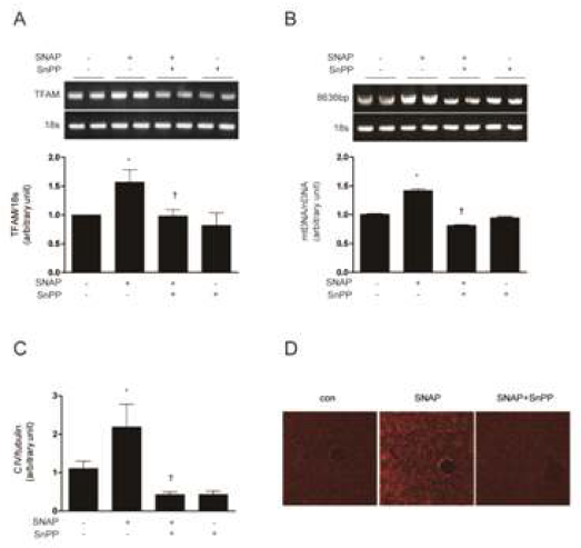 NO induced mitochondrial biogenesis through HO-dependent mechanisms in vivo. (AtoD) C57BL/6 mice were pre-injected with the HO inhibitor, SnPP(50μmol/kg) or saline, for 6 h prior to injection of SNAP (3 mg/kg). After 24 hrs post-injection livers were excised and analyzed for mitochondrial biogenesis in mice. (A) Expression of TFAM mRNA was measured by RT-PCR, with 18s rRNA as the standard. (B) Total hepatic DNA was isolated and used to amplify along mtDNA fragment(8636bp). The mtDNA content was measured by Expand Long Template PCR. Relative amounts of mtDNA and nDNA(18s) contents were compared. (C) The expression level of CIV (complexIV, COXIV) was analyzed by Western blotting, with a-tubulin serving as the standard. (D)Mitochondrial mass was assessed by using MitoTracker® Red CMXRos staining (red) in liver sections. Fluorescent-stained were analyzed by confocal microscopy. All experiments were performed in triplicate (n=5/group), and representative data are shown. Quantitative data are expressed as mean ± SEM. *P<0.05 compared with the un-injected control group; †P<0.05 relative to mice injected only with SNAP