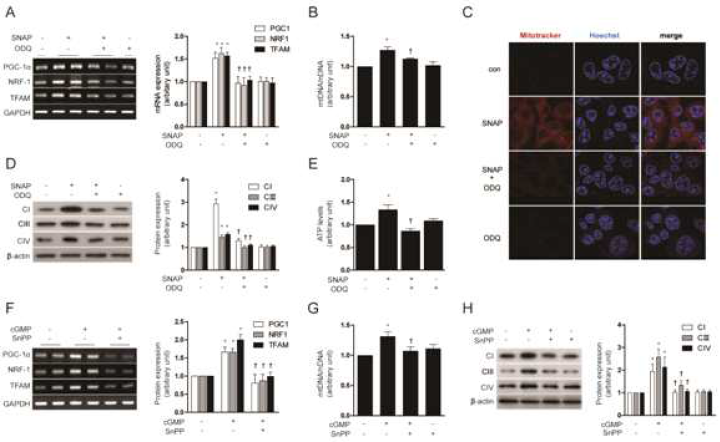 NO induces HO-1 expression through a cGMP-dependent pathway. (A to E) HepG2 cells were pretreated in the absence or presence of ODQ (1 μM), an inhibitor of sGC, and then treated with SNAP (100 μM) for 12 h. (F to H) HepG2 cells were treated with 10 μM of 8-Br-cGMP (cGMP) for 12 h after pretreatment in the absence or presence of 20 μM SnPP. (A, F) PGC-1α, NRF-1, TFAM mRNA levels. (B, G) mtDNA content. (C) Fluorescence intensity of MitoTracker Red (red) and Hoechst (blue). (D, H) CI (complex I), CIII (complex III) and CIV (complex IV) protein levels. (E) ATP levels. GAPDH and β-actin were used as a loading control for RT-PCR or Western experiments, respectively. All experiments were performed in triplicate, and representative data are shown. Data are expressed as mean ± SEM. *P<0.05 compared with untreated control cells; †P<0.05 compared with cells treated with SNAP or cGMP (8-Br-cGMP) alone