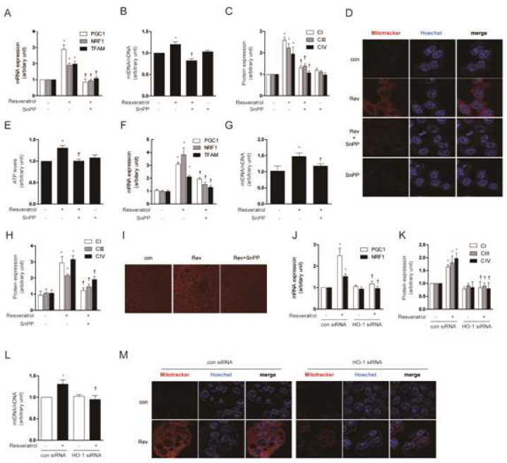 Resveratrol induces mitochondrial biogenesis through the sequential production of NO and CO. (A to E) HepG2 cells were treated with 1 μM resveratrol for 12 h after pretreatment in the absence or presence of 20 μM of SnPP. (F to I) C57BL/6 Mice, resveratrol (20 mg/kg/d) was given once daily for 7 days by i.p. injection, with or without SnPP pretreatment as indicated. Liver tissue were excised and analyzed for mitochondrial biogenesis in mice. (J to M) HepG2 cells were transfected with control siRNA (con) or HO-1 siRNA to knockdown HO-1 levels. Cells were treated with 1μM of resveratrol for 12h. siRNA were subjected to RT-PCR and western blot to confirm HO-1 siRNA efficiency. (A, F, J) Expression of PGC-1α, NRF-1 and/or TFAM was measured by RT-PCR. (B, L) The relative mtDNA content was measured by real-time PCR. (C, H, K) The expression level of CI (complex I), CIII (complex III) and CIV (complex IV) protein were analyzed by Western blotting. (D, I, M) Mitochondrial mass was assessed by using MitoTracker® Red CMXRos staining (red). Nuclei were stained with Hoechst dye (blue). Images of fluorescence were analyzed by confocal microscopy. (E) ATP levels in cells. (G) A long mtDNA fragment (8636 bp) was selected for amplification. The mtDNA content was measured by Expand Long Template PCR. All experiments were performed three times independently, and representative data are shown. Data are expressed as mean ± SEM. *P<0.05 compared to control group (or untreated, control siRNA cells); †P<0.05 compared to resveratrol group (or resveratrol -treated, control siRNA cells)