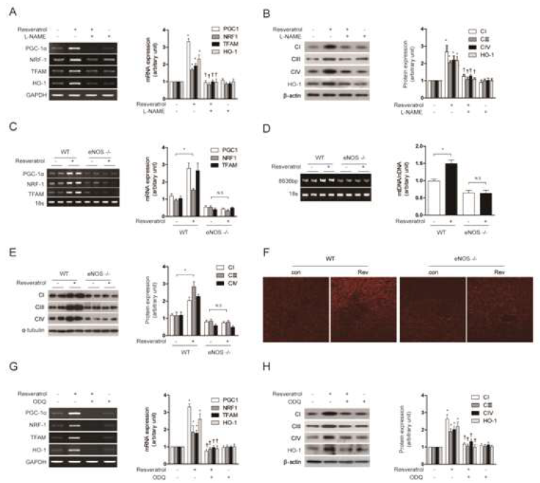 Resveratrol-induced mitochondrial biogenesis and HO-1 expression are mediated by an eNOS-cGMP-dependent pathway. (A to B) HepG2 cells were treated with 1 μM resveratrol for 12 h after pretreatment in the absence or presence of 1 mM L-NAME for 1 h. (C to F) WT and eNOS-/- mice, resveratrol (20 mg/kg/d) was given once daily for 7 days by i.p. injection. Liver tissue were excised and analyzed for mitochondrial biogenesis in mice. (G to H) HepG2 cells were treated with 1 μM resveratrol for 12 h after pretreatment in the absence or presence of 1 μM ODQ for 1 h. (A, C, G) Expression of PGC-1α, NRF-1, TFAM and/or HO-1 were measured by RT-PCR. (B, E, H) The expression levels of CI (complex I), CIII (complex III) and CIV (complex IV) protein were analyzed by Western blotting. (D) A long mtDNA fragment (8636 bp) was selected for amplification. The mtDNA content was measured by Expand Long Template PCR. (F) Mitochondrial mass was assessed by using MitoTracker® Red CMXRos staining (red). All experiments were performed three times independently, and representative data are shown. Data are expressed as mean ± SEM. *P<0.05 compared to control group (or un-injected WT mice); †P<0.05 compared to resveratrol group