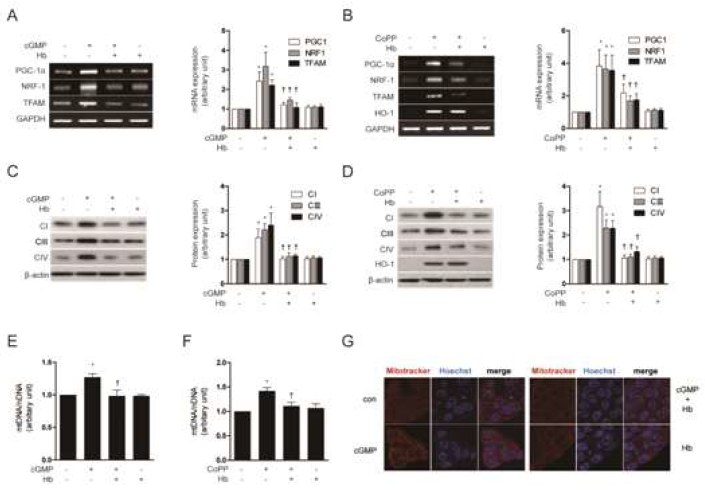 CO directly activates mitochondrial biogenesis associated transcriptional coactivators and increases mitochondrial DNA and protein. (A to G) HepG2 cells were treated with 10 μM 8-Br-cGMP or 20 μM CoPP for 12 h after pretreatment with in the absence or presence of 20 μM Hb, a CO scavenger. (A, B) PGC-1α, NRF-1 and TFAM mRNA levels. (C, D) CI (complex I), CIII (complex III) and CIV (complex IV) protein levels, and (E, F) mtDNA content. (G) Fluorescence intensity of MitoTracker Red (red) and Hoechst (blue). All experiments were performed three times independently, and representative data are shown. GAPDH and β-actin were used as a loading control in each experiment. Data are expressed as mean ± SEM. *P<0.05 compared with untreated control cells; †P<0.05 compared with cells treated with 8-Br-cGMP or CoPP