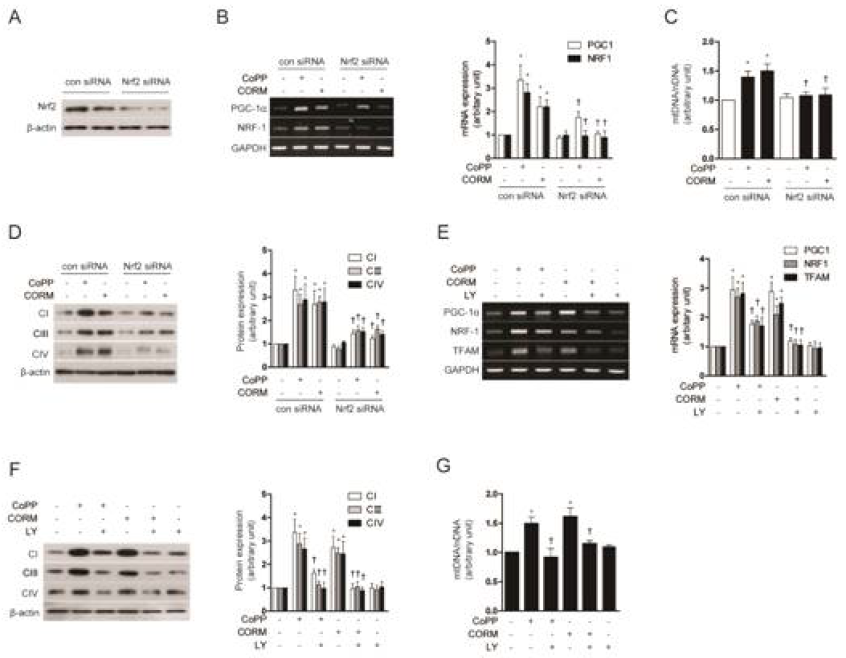 Nrf2-Akt activation is involved in mitochondrial biogenesis induced by the HO-1/CO system. (A to D) HepG2 cells were transfected with control siRNA (con) or Nrf2 siRNA, and then treated with 20 μM CoPP or 20 μM CORM for 12 h. (E to G) HepG2 cells were treated with 20 μM CoPP or 20 μM CORM-3 for 12 h after pretreatment in the absence or presence of 25 μM LY (LY294002), a PI-3K/Akt inhibitor. (A) The effectiveness of Nrf2 knockdown was confirmed by Western blot. (B, E) Expression of PGC-1α, NRF-1 and/or TFAM mRNA. (C, G) mtDNA content. (D, F) CI (complex I), CIII (complex III) and CIV (complex IV) protein levels. Experiments were performed three times independently, and representative data are shown. GAPDH and β-actin were used as a loading control in each experiment. Data are expressed as mean ± SEM. *P<0.05 compared with untreated control cells; †P<0.05 compared with cells treated with CoPP or CORM-3 alone