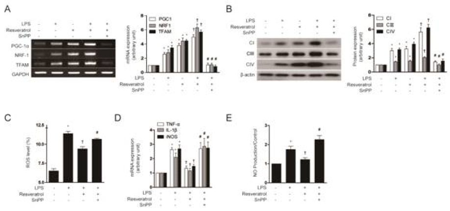 Resveratrol induces mitochondrial biogenesis and anti-inflammatory response through a pathway involving HO-1/CO. (A to B) HepG2 cells were pretreated with 1 μM resveratrol for 6 h in the absence or presence of 20 μM of SnPP, and then stimulated for 18 h with LPS (100ng/ml). (A) Expression of PGC-1α, NRF-1, TFAM were measured by RT-PCR. (B) The expression levels of CI (complex I), CIII (complex III) and CIV (complex IV) protein were analyzed by Western blotting. (C to E) HepG2 cells were pretreated with 1 μM resveratrol for 1h in the absence or presence of 20 μM of SnPP, and then stimulated for 24h with LPS (10μM/ml). (C) ROS levels were assayed for carboxy-H2DCFDA by flow cytometry. Percentage of carboxy-H2DCFDA positive cells for indicated conditions. (D) TNFa, IL-1b and iNOS gene expression was determined by real-time RT-PCR. (E) NO production in the medium was observed by using Griess reagents. Results were divided by the corresponding control. Expression in untreated cells was assigned the value of 1. All experiments were performed three times independently, and representative data are shown. GAPDH and β-actin were used as a loading control in each experiment. Data are expressed as mean ± SEM. *P<0.05 compared with untreated control cells; †P<0.05 compared with cells treated with LPS alone. #P<0.05 compared with cells treated with LPS+resveratrol