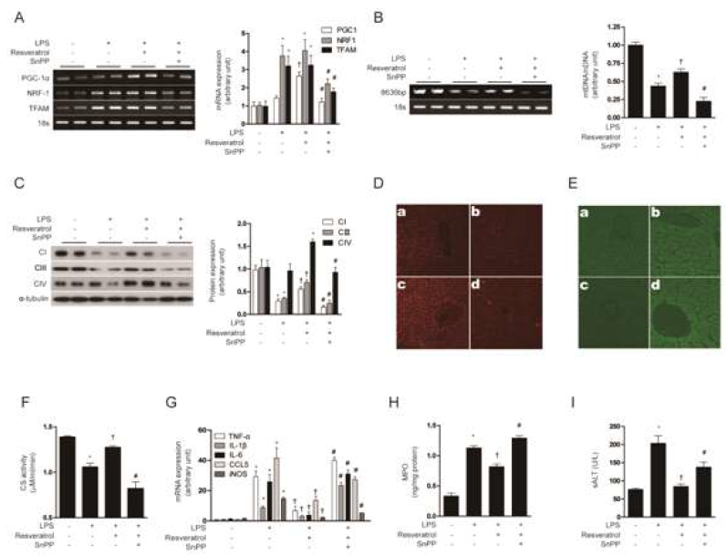 Resveratrol protects mice against hepatic injury by stimulation of mitochondrial biogenesis. (A-I) C57BL/6 Mice were injected with resveratrol in the presence of LPS treatment, with or without SnPP pretreatment as indicated. Liver tissues were excised and analyzed for mitochondrial biogenesis in mice. (A) Expression of PGC-1α, NRF-1 and/or TFAM mRNA were measured by RT-PCR (B) A long mtDNA fragment (8636 bp), was selected for amplification. The mtDNA content was measured by Expand Long Template PCR. Relative amounts of mtDNA and nDNA (18s) contents were compared. (C) The expression level of complex I, complex II, complex IV was analyzed by Western blotting (D) Mitochondrial mass was assessed by using MitoTracker® Red CMXRos staining (red) in liver sections. (E) ROS levels were assayed for carboxy-H2DCFDA (green). Fluorescent-stained were analyzed by confocal microscopy. (F) Citrate synthase (CS) activity. (G) TNFa, IL-1b, IL-6, CCL5 and iNOS gene expression was determined by real-time RT-PCR. Hepatic injury was assessed by determining liver tissue myeloperoxidase (MPO) levels (H) and serum levels of alanine aminotransferase (ALT) (I). All experiments were performed in triplicate (n=5/group), and representative data are shown. Quantitative data are expressed as mean ± SEM. *P<0.05 compared with the un-injected control group; †P<0.05 relative to mice injected only with LPS; #P<0.05 relative to mice injected with LPS+resveratrol. (a: control , b: LPS, c: LPS+resveratrol, d: LPS+ resveratrol+SnPP)