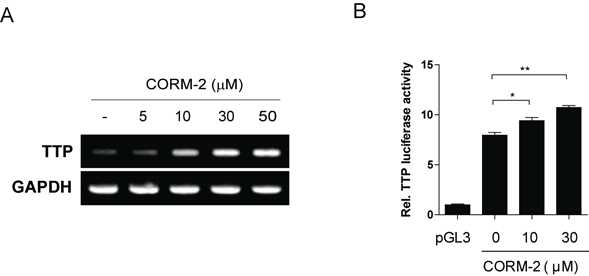 CORM-2 induces TTP promoter activity and TTP mRNA in macrophages. RAW264.7cells were incubated with different concentration of CORM-2 for 4 h. A, TTP mRNA expression was determined by semi-quantitative RT-PCR. GAPDH was used as internal controls. B, RAW264.7 cells were transfected with pGL3/mTTPP-1309 containing the mouse TTP promoter. Aafter 24h, cells were treated with different concentration of CORM-2 for 4h and luciferase activity was determined. The levels of firefly luciferase activity were normalized to the Renilla luciferase activity. The relative luciferase activities are presented as a fold increase over no-treated cells. Each bar represents the mean± S.D. of three independent experiments (*, p<0.05;**,p<0.01)