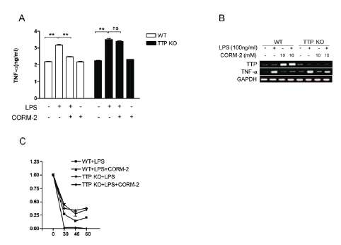 TTP deficiency blocks anti-inflammatory function of CORM-2 in macrophages. Peritoneal macrophages were harvested from WT and TTP KO mice. Cells were treated with 1 mg/ml LPS in the presence or absence of 10 μM CORM-2. A, TNF-a in the supernatant of cells was determined by ELISA. Data shown were mean ± S.D. of three independent experiments (**, p<0.01).B,TheexpressionlevelsofTTPandTNF-a mRNA were determined by semi-quantitative RT-PCR. GAPDH was used as internal controls. C, Expression of TNF-_ mRNA in macrophages was determined by quantitative real-time PCR at indicated times after the addition of 5 μg/ml actinomycin D. Results shown on the graph represent mean ± S.D. of three independent experiments (***, p<0.001)