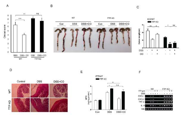 TTP deficiency blocks the anti-inflammatory function of CO in DSS-induced colitis. After the treatment of 2% (w/v) DSS for 7 days, WT and TTP KO mice were exposed to CO at a concentration of 250 ppm for 5 days and analyzed for colitis. A, Clinical scores were assessed as described in Materials and Methods. B and C, Colon length. B, Representative images of five conducted in each group. C, Data are mean ± S.D. for 5 mice (*, p<0.05; **, p<0.01). D, Representative H&E sections of each group from colons of WT and TTP KO mice. Scale bars: 100 μ m. E, Neutrophil infiltration into the colon, quantified by measuring MPO activity. F, Colonic cytokine/chemokine mRNA levels, analyzed by semi-quantitative RT-PCR. Data represents one experiment out of 5 independent experiments with similar results