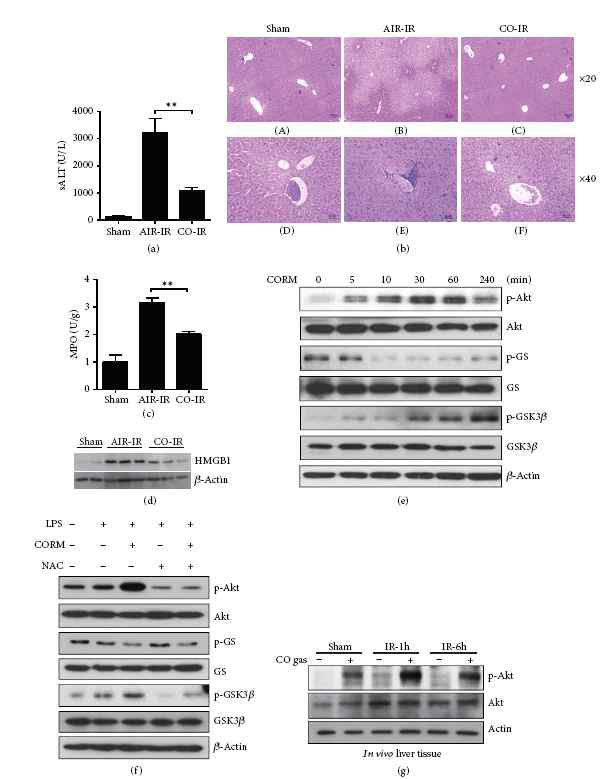 Pretreatment of mice with CO gas inhalation ameliorates liver I/R injury via AKT-GSK3 β activation. Mice were subjected to 90 minutes liver warm ischemia, followed by 6 h reperfusion. (a) Hepatocellular function was evaluated by sALT (IU/L). (b) Representative liver histology of ischemic liver lobes. (c) Liver neutrophil accumulation, assessed by MPO activity. Data represent the mean ± standard deviation (SD) ( = 4–6 samples/group). ∗∗<0.01. (d) Hepatic HMGB1 expression in liver tissue was assessed by Western blot analysis at 1 h and 6 h of reperfusion. Total cell lysates were analyzed for HMGB1 and β-actin protein levels by Western blot analysis. (e) Western-blot analysis of phospho (p)-GSK3β (Ser 9), p-GS (Ser641), and p-Akt in HepG2 cells after treatment with CORM2 (50 μM) at the indicated times. (f) RAW264.7 cells were stimulated with 10 ng/mL of LPS for 30 minutes in the absence or presence of CORM2 and the ROS scavenger, N-acetyl-cysteine (NAC). Total cell lysates were analyzed for phosphorylated GS, GSK3β, and Akt as well as total GS, GSK3β, Akt, and β-actin protein levels by Western immunoblot analysis. (g) Mice were subjected to 90 minutes of liver warm ischemia, followed by 1 h or 6 h reperfusion. Liver tissue was analyzed by Western blotting of p-Akt and total Akt. β -Actin served as the standard