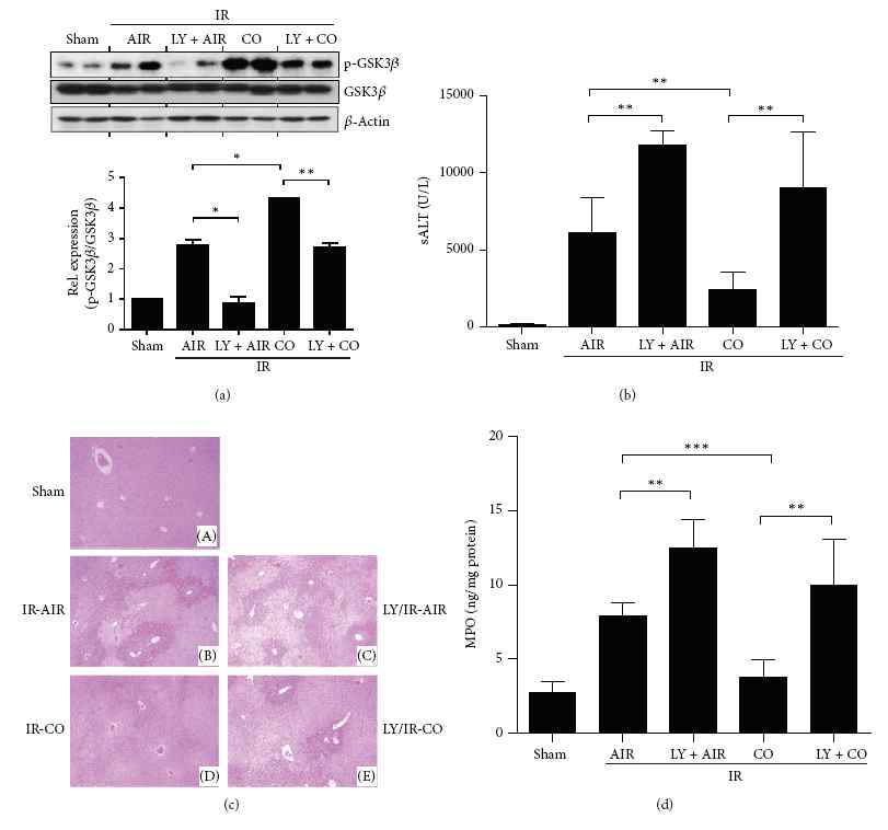 PI3 K blockade restores liver I/R injury in mice pretreated with CO inhalation. Mice were treated with CO gas (CO), LY294002 (LY), or both or vehicle at 30 minutes prior to the liver ischemia insult, as described in Materials and Methods. Liver samples were harvested at 6 hours after-reperfusion. (a) Proteins were analyzed by Western blotting with Abs against phosphorylated or total GSK3β and β-actin. Sixty minutes ischemia time was used to show the effect of PI3 K inhibition in liver I/R injury. ∗P<0.05 , ∗∗P<0.01 . (b) Average sALT levels in different experimental groups were measured. sALT levels were measured at 6 hours of reperfusion. (c) Representative liver histology (H&E staining) is shown. To establish the functional relationship between PI3 K and GSK3β, CO inhalation was administered 12 hr and LY 30 minutes prior to the ischemic insult and 6 hr after reperfusion. (d) Liver neutrophil accumulation, assessed by MPO activity. Data represent mean ± S.D. (N = 4–6 samples/group). ∗∗P< 0.01 , ∗∗∗P<0.001.