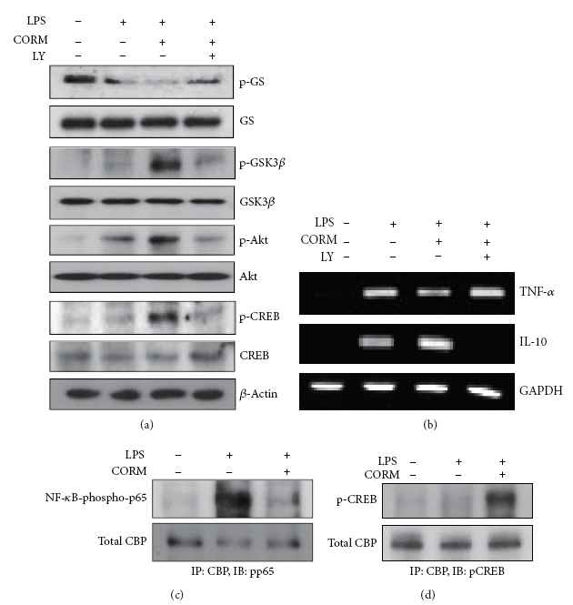 CO-induced PI3 K/Akt-dependent GSK3 inactivation regulates TLR4 responses and affects the ability of CREB and NF-κB-p65 to associate with CBP. RAW264.7 cells were stimulated with 100 ng/mL of LPS for 1 hour in the absence or presence of CORM2 and the PI3 K inhibitor (LY294002). (a) Total cell lysates were analyzed for phosphorylated GS, GSK3β, Akt, and CREB as well as total GS, GSK3β, Akt, CREB, and β-actin protein levels by Western immunoblot analysis. (b) The mRNA expression of TNF-α and IL-10 was determined by semiquantitative RT-PCR. GAPDH was used as an internal control. ((c) and (d)) RAW264.7 cells were stimulated with 0.1 μg/mL of LPS for 1 hour in the absence or presence of CORM2 (50 μM) and nuclear extracts were obtained. Interaction of CBP with NF-κB p65 and CREB was assessed by immunoprecipitation of CBP followed by immunoblotting for NF-κB or CREB. Total CBP served as the input standard