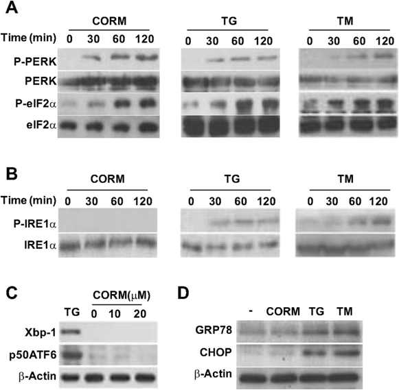 CO induces activation of the protein kinase R-like endoplasmic reticulum kinase (PERK) branch of the ER stress response in SK-N-AS-Ob-Rb cells. A and B: SK-N-AS-Ob-Rb cells were incubated with CORM-2 (20 μM) or TM (2 μg/ml) or TG (1 μM) for indicated periods of time, and expression levels of p-PERK, p-eIF2α (eukaryotic initiation factor 2α), and p-IRE1α (inositol-requiring transmembrane kinase/endonuclease-1α) were analyzed by Western blotting. The unphosphorylated forms of each protein served as the respective standard. C: SK-N-AS-Ob-Rb cells were incubated with CORM-2 (20 μM) or TG (1 μM) for 6 h, and expression levels of X-box binding protein-1 (Xbp-1) and p50 activating transcription factor 6 (ATF6) were analyzed by Western blotting. D: SK-N-AS-Ob-Rb cells were incubated with CORM-2 (20 μM), TG (1 μM), or TM (2 μg) for 6 h, and expression levels of glucose-regulated protein (GRP)78 and C/EBP homologous protein (CHOP) were analyzed by Western blotting; β-actin served as a standard