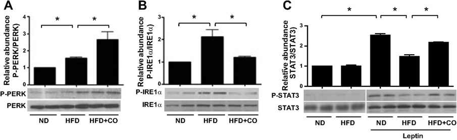 CO reverses HFD-induced-leptin resistance by modulating the ER stress response in mice. Mice were fed HFD or ND for 16 wk. Beginning at the 6th week, mice inhaled CO (250 ppm) for 2 h each day for subsequent 10 wk. Western blot analyses were performed for p-PERK (A), and p-IRE1α (B). The corresponding dephospho forms served as standard. C: additionally, mice in each group were stimulated with leptin. p-STAT3 and STAT3 levels were analyzed by Western blotting. Relative protein expression was quantified by densitometry; n = 3. *P < 0.05, **P < 0.01