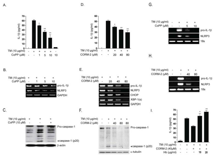 The HO-1/CO system inhibits pro-IL-1b synthesis and IL-1b maturation. U937 cells (A-C) or peritoneal macrophages (G) were treated with TM (10 mg/ml for 18 hours) in the absence or presence of cobalt-protoporphyrin-IX (CoPP) (1-10 mM, as indicated). (A) The secretion of IL-1b was determined by ELISA; (B, G) pro-IL-1 b and NLRP3 mRNA expression was determined by RT-PCR, with GAPDH or 18s rRNA as the standard; (C) The activation (cleavage) of caspase-1, with b-actin as the standard; were determined by Western analysis; (D-F, H) were treated with TM in the absence or presence of CORM-2 (40 mM). (D) The secretion of IL-1 b was determined by ELISA; (E, H) pro-IL-1b and NLRP3 mRNA expression was determined by RT-PCR, with GAPDH or 18s rRNA as the standard; (F) The activation (cleavage) of caspase-1, with b-tubulin as the standard; were determined by Western analysis; (I) U937 cells were pre-treated with hemoglobin (Hb)(1 h) and then treated with were treated with TM in the absence or presence of CORM-2 (40 mM). Data represent mean +/- S.D of three independent determinations. *P<0.05,**P<0.01.Blots shown are representative of three independent experiments