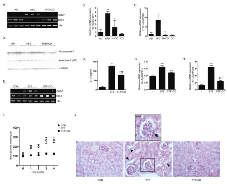 CO inhalation inhibits inflammasome formation in High-fat diet mice and STZ-induced diabetic model