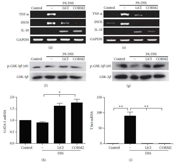 CO attenuates experimental colitis as measured by histology in colon and inflammatory cytokines in MLNs, and BMMs. To detect the levels of cytokines in MLNs and BMM cells, mice were treated with 3% DSS solution for 6 days and isolated MLN and BMM cells were treated with CORM2 (100 uM) or LiCl (20mM)for6h.ThelevelsofTNF-α,iNOS,andIL-10mRNAwereperformedbyusingRT-PCRin MLN cells (d) and BMMs (e) and the levels of pGSK-3β were detected with western blot in MLN (f) and BMM (g) cells. Also, mRNA levels of GATA-3 (h) and t-bet (i) were performed by using real-time RT-PCR in MLN cells. Data represents mean ± SEM, ∗p < 0.05, ∗∗p < 0.01, and ∗∗∗p < 0.001