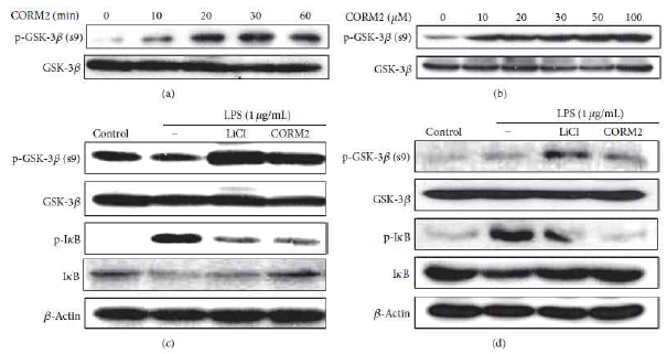 CO attenuates expression of GSK-3β signaling in human macrophage cell lines and MLNs. (a) U937cells were incubated with CORM2 (100 uM) for various time periods (0, 10, 20, 30, and 60 min) (b) Cells were treated with CORM2inadosedependentmanner(0,10, 20, 30, 50, and 100uM) for 30 min. (c) U937cells were preincubated with CORM2 (100 uM) and LiCl (20mM)for30minandthenstimulated with LPS (1 ug/mL) for 30 min. (d) MLN cells were preincubated with CORM2 (100 uM) and LiCl (20mM)for30minandthenstimulated with LPS (1 ug/mL) for 30 min. Protein expressions of pGSK-3β and pIkB were detected by western blotting