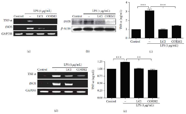 CO downregulates TNF-α and iNOS expression via inhibition of GSK-3βsignaling. (a) to (c) U937 cells were pretreated with CORM2 (100 uM) and LiCl(20mM) for 30 min followed by stimulation with LPS(1ug/mL) for 24 h. (a) TNF-α and iNOS mRNA expression was measured by RT-PCR, (b) iNOS protein expression was measured by western blotting, and (c) supernatant was collected and TNF-α protein level was measured by ELISA. (d) to (e)MLN cells were pre-incubated with CORM2 (100 uM) and LiCl (20mM)for30minandthen stimulated with LPS (1 ug/mL) for 24 h. (d) iNOS and TNF-α mRNA expression was measured by RT-PCR, and (e) Supernatant was used to measure TNF-α protein level by ELISA. The representative band or blot is shown. Data represents mean ± SEM, ∗p < 0.05, ∗∗p < 0.01, ∗∗∗p < 0.001