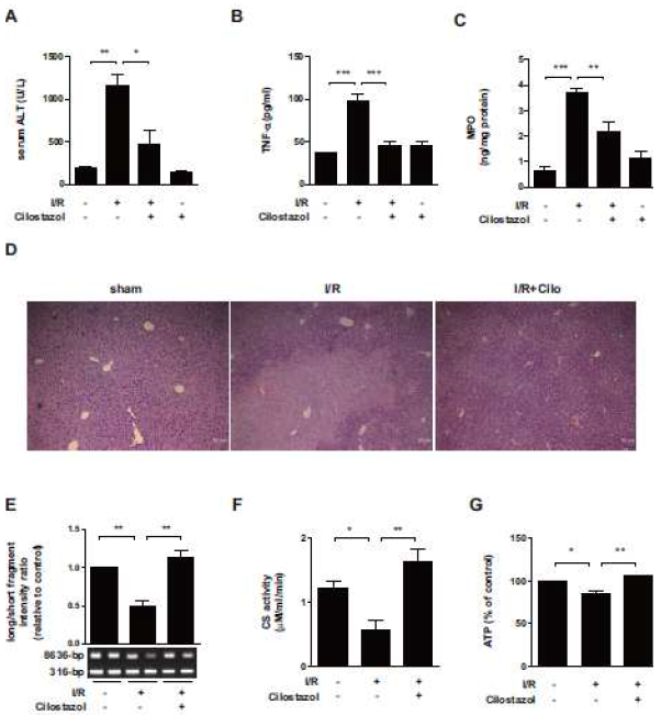 Cilostazol reduces I/R-induced hepatic injury. (A-E) Mice were subjected to 60 minutes liver warm ischemia, followed by 6 h reperfusion. Hepatic injury was assessed by determining serum levels of ALT (A), TNF-a (B) and liver tissue myeloperoxidase (MPO) levels (C). Representative liver histology (H&E staining) is shown (D). Liver tissue mtDNA damage was analyzed by long PCR of long mtDNA (8636-bp) fragment. Short (316-bp) fragment served as the standard (E). Citrate synthase activity (F) and ATP production (G) in liver tissue were measured. All experiments were performed in triplicate (n = 7/group), and representative data are shown. Quantitative data are expressed as the mean±SEM. P<0.05,**P<0.01,***P<0.001