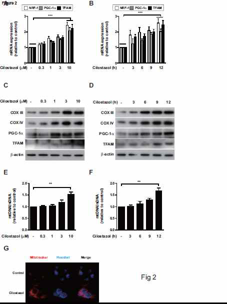 Cilostazol induces mitochondrial biogenesis. (A-F) HepG2 cells were treated with cilostazol at the indicated dose and time. Expression levels of NRF-1, PGC-1a, and TFAM mRNA were measured by real-time RT-PCR (A, B). COX III, COX IV, PGC-1a and TFAM protein levels were measured by western blotting (C, D). The relative mtDNA content was measured by real-time PCR (E, F). Mitochondrial mass was assessed by MitoTracker Red CMXRos staining (red) (G). Nuclei were stained with Hoechst dye (blue). Images of fluorescence were analyzed by confocal microscopy. All experiments were performed in triplicate, and representative data are shown. Quantitative data are expressed as mean±SEM. **P<0.01,***P<0.001