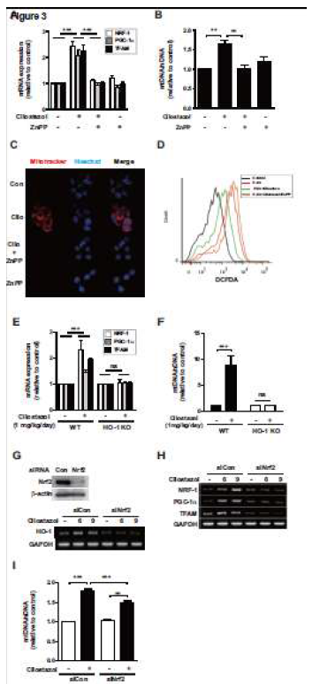 Cilostazol induces mitochondrial biogenesis through the induction of HO-1 and reducing ROS production. (A-D) HepG2 cells were pretreated in the absence or presence of ZnPP (10mM), and then treated with 10mM cilostazol for 12 h. Expression levels of NRF-1, PGC-1a, and TFAM mRNA were measured by real-time RT-PCR (A). The relative mtDNA content was measured by real-time PCR. mtDNA content was normalized to nDNA (b-actin gene) content (B). Mitochondrial mass was assessed by using MitoTracker Red (red). Nuclei were stained with Hoechst dye (blue). Images of fluorescence were analyzed by confocal microscopy (C). HepG2 cells were pretreated in the absence or presence of ZnPP (10 mM), treated with 10 mM cilostazol for 6 h, and then treated with 100 mM H2O2 for 30 min. Intracellular ROS production was measured by flow cytometry using CM-H2DCFDA (D). (E, F) WT and HO-1 KO mice, cilostazol (10mg/kg/day) was given once daily for 3 days by i.p. injection. Liver tissues were excised and analyzed for mitochondrial biogenesis in mice. Expression of PGC-1a, NRF-1, TFAM mRNA (E) and mtDNA content (F) were measured by real-time RT-PCR. (G-I) HepG2 cells were transfected with control siRNA (con) or Nrf2 siRNA to knockdown Nrf2 levels. Cells were treated with 10mM cilostazol for 12 h. siRNA were subjected to western blot and RT-PCR to confirm Nrf2 siRNA efficiency (G). Expression of HO-1 (G), PGC-1a, NRF-1, TFAM mRNA (H) was measured by RT-PCR. mtDNA content were measured by real-time RT-PCR (I). All experiments were performed in triplicate (n = 7/group), and representative data are shown. Quantitative data are expressed as mean±SEM. ** P<0.01, *** P<0.001