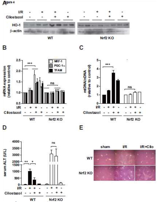 Cilostazol reduces I/R-induced hepatic injury in Nrf2 WT and KO mice. (A-E) Wild type (WT) and Nrf2 KO mice, cilostazol (10 mg/kg/day) was given once daily for 3 days by i.p. injection. Mice were subjected to 60 minutes liver warm ischemia, followed by 6 h reperfusion. Liver tissues were excised and analyzed for mitochondrial biogenesis in mice. Expression of HO-1 protein was measured by Western blot analysis (A). Expression of NRF-1, PGC-1a, TFAM mRNA and mtDNA content were measured by real-time RT-PCR (B, C). Hepatocellular function was evaluated by serum levels of ALT (D). Representative liver histology (H&E staining) is shown (E). All experiments were performed in triplicate (n = 7/group), and representative data are shown. Quantitative data are expressed as mean±SEM. *P<0.05,**P<0.01,***P<0.001