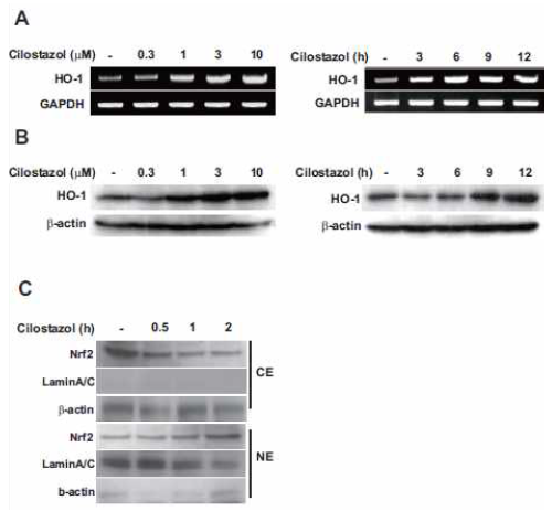 Cilostazol increases HO-1 expression and Nrf2 activation in dose- and time dependent manner. HepG2 cells were treated with cilostazol at the indicated dose and time. Expression levels of HO-1 mRNA and protein were measured by RT-PCR and western blotting (A, B). Cytosol (CE) and Nuclear (NE) accumulation of Nrf-2 was confirmed by Western blotting. Lamin A/C and β -actin were used as a loading control (C)